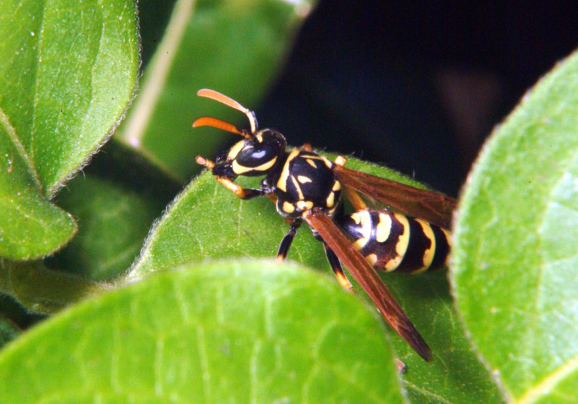 Le meraviglie  Polistes allistituto di bellezza